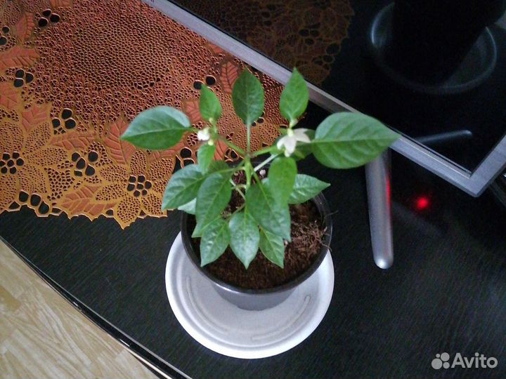 Перец острый