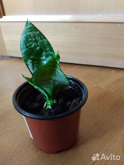 Сансевиерия (щучий хвост / тещин язык)