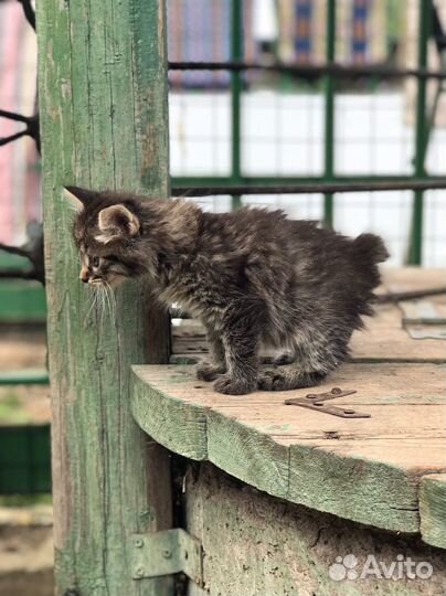 Котята курильского бобтейла