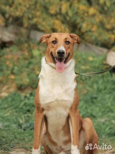 Красавец Фердинанд ищет дом в добрые руки