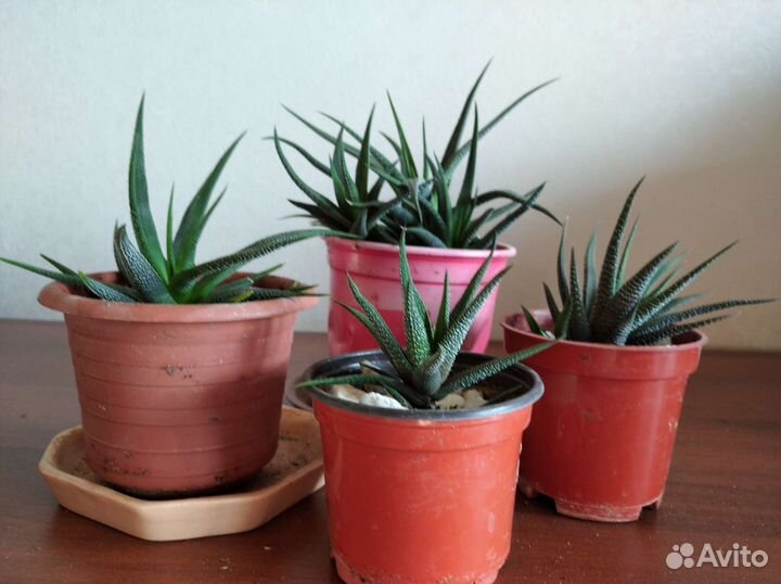 Суккуленты, кактусы