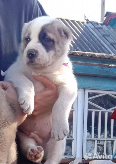 Щенки алабая