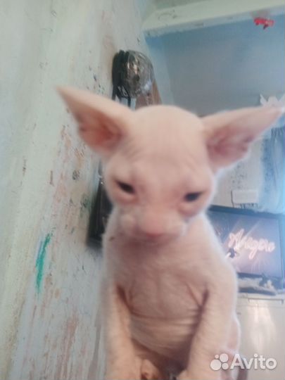 Донской сфинкс котята велюр