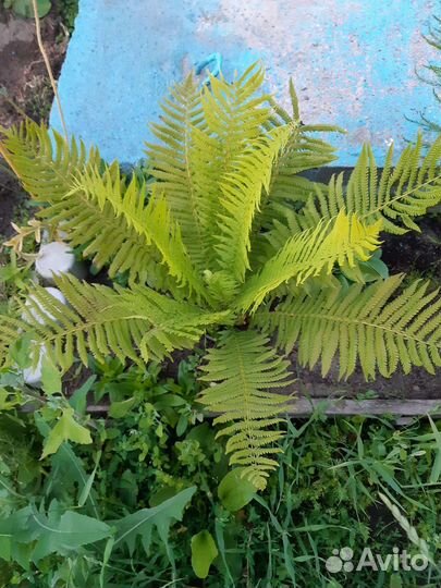 Папоротник страусник