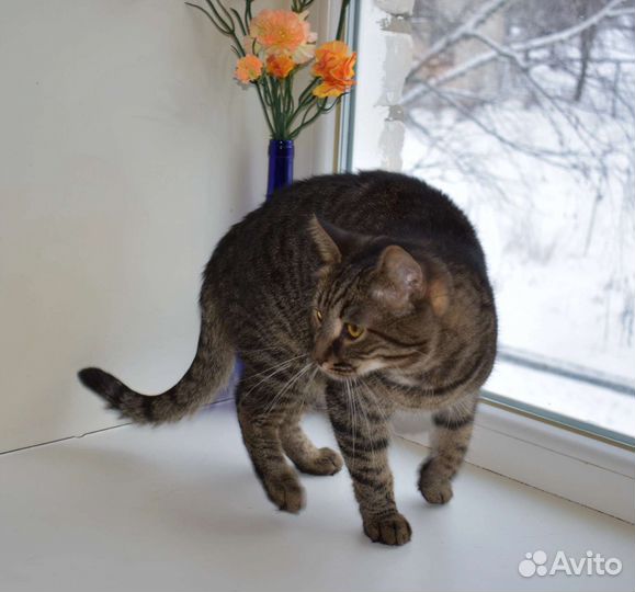 Красивый Котофей в дар