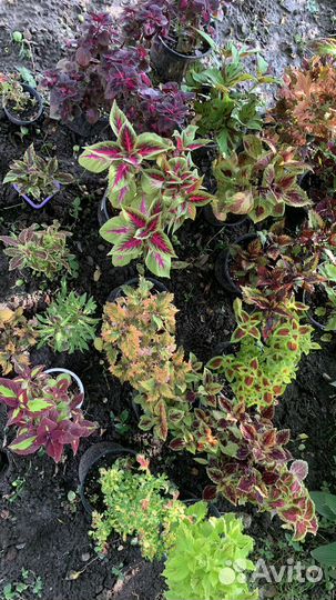 Огромный выбор колеусов