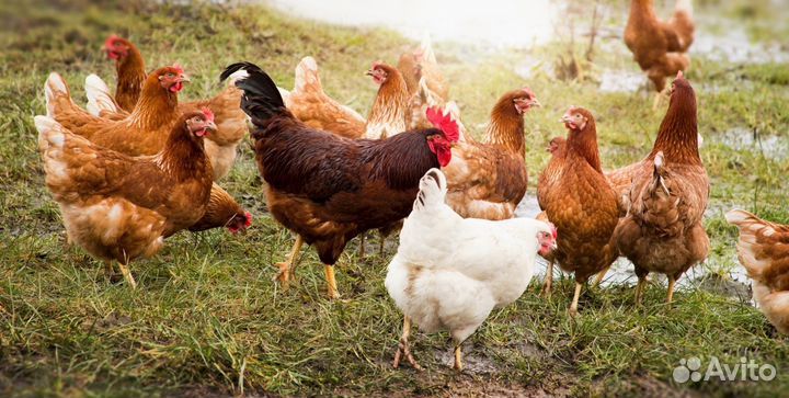 Куры молодки несушки