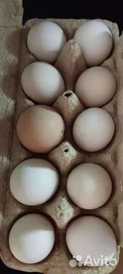 Домашние куриные яйца