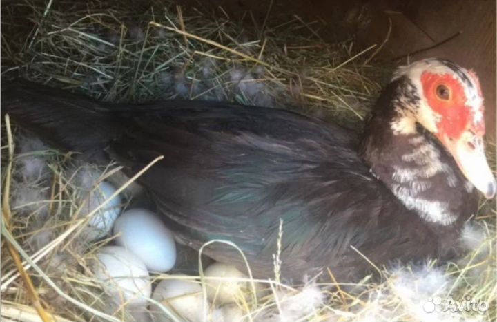 Инкубационное яйцо мускусной утки