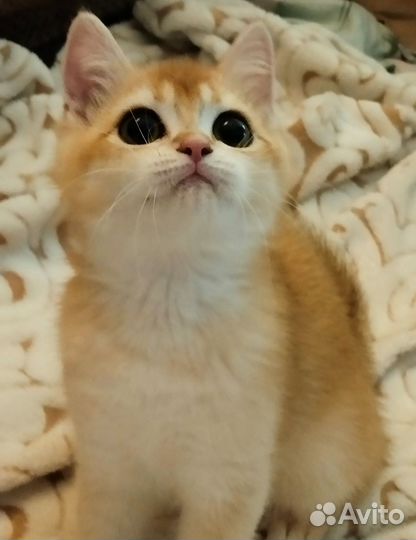 Девочка с правом разведения