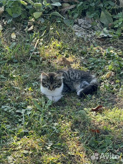 Отдам прикольных котят в добрые руки
