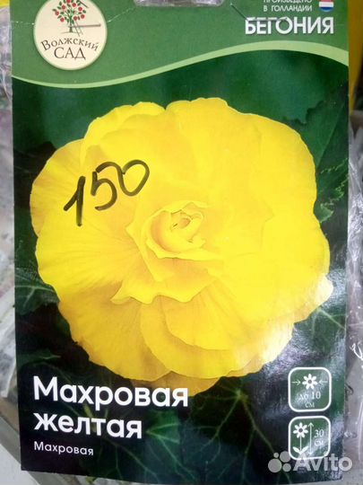 Бегония (клубни)