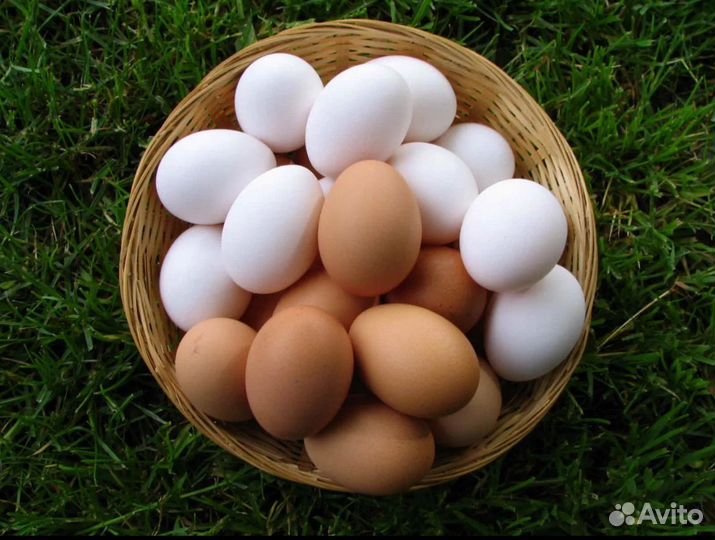 Яйца куриные,домашние