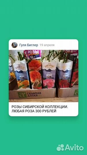 Рассада многолетних цветов