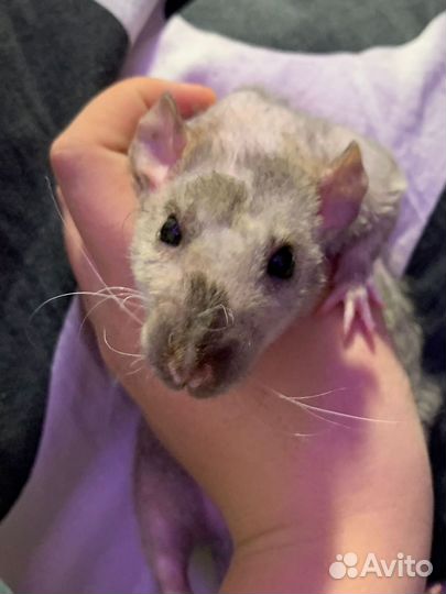 Крыса рекс/дамбо