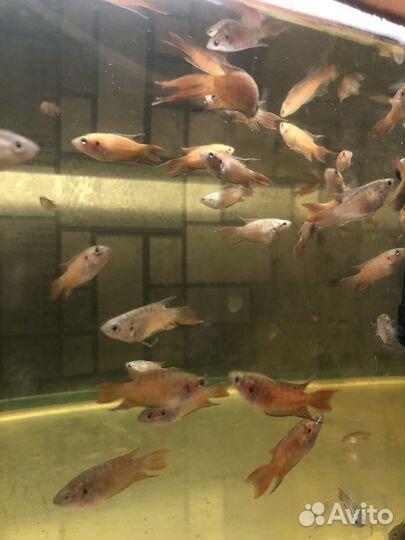 Аквариумные рыбки, Тернеции, Гуппи, Макропод