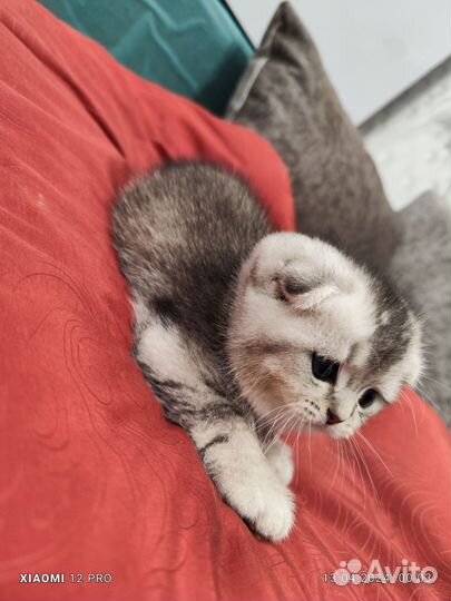 Шотландские котята
