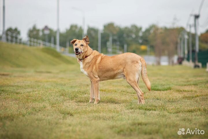 Sos домашний пёс в приюте ищет дом, пес Бен