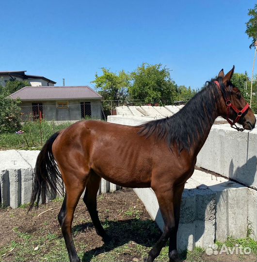 Элитная кобылка Къ