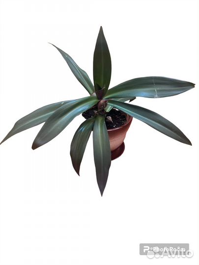 Продам цветы комнатные Традесканция Рео