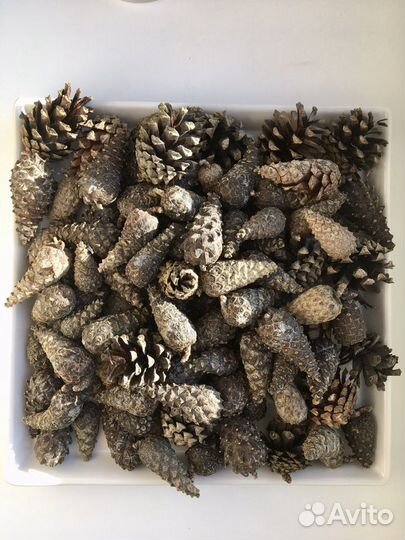 Шишки сосновые еловые столичные московские