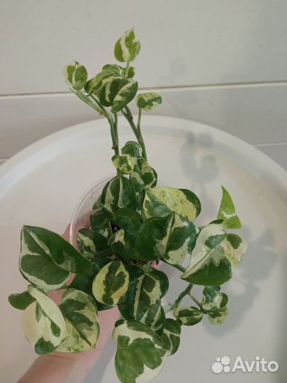 Эпипремнумы