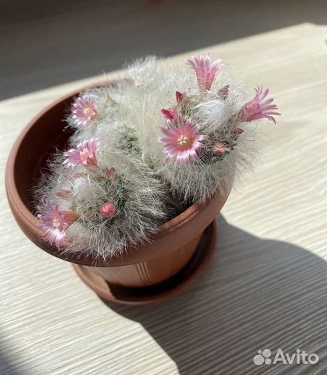 Кактус Маммиллярия Гана/Хана