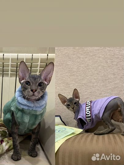 Одежда для собак и кошек