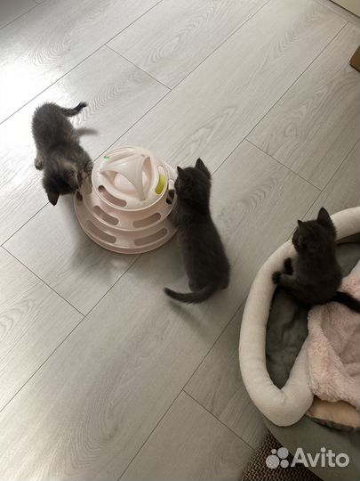 Отдам котят девочек в добрые руки