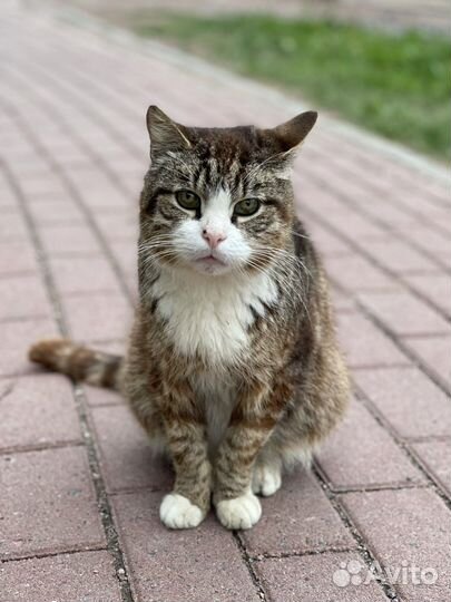 Потерял семью, будет вам верным другом