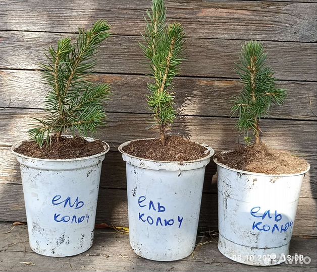 Ель колючая 15-20 см