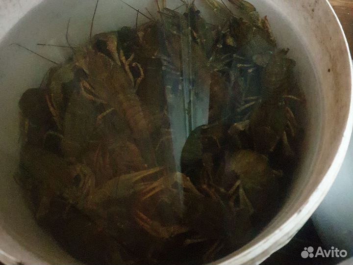 Продам живые раки