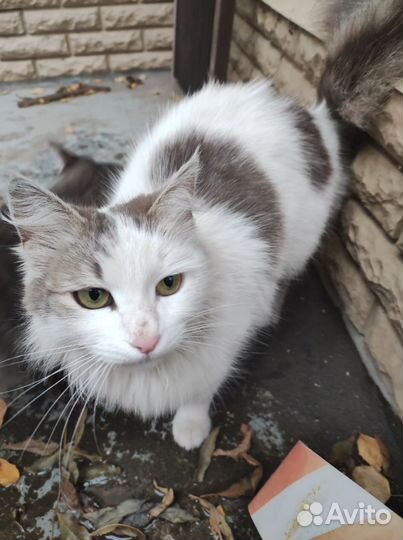 Кошка
