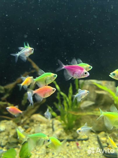 Аквариумные рыбки тернеция, данио, барбусы