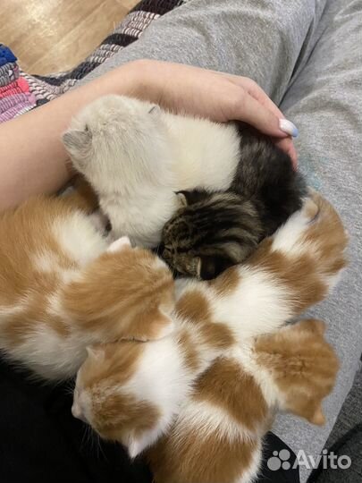 Котята в добрые руки