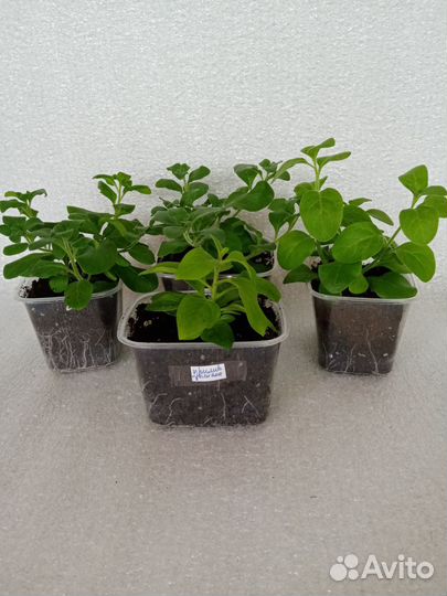 Бегония вечноцветущая, бальзамин, дихондра