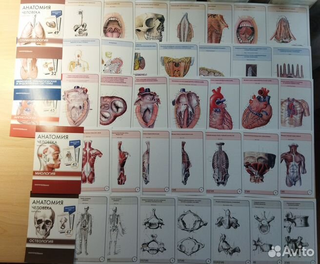 Анатомия