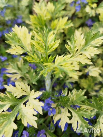 Растения для сада