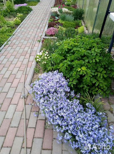 Многолетние растения для сада