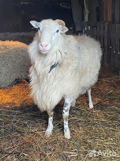 Баран катумский