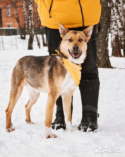 Роскошный Бой очень нуждается в доме