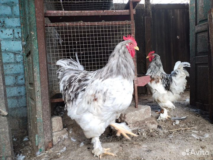 Петух кохинхин