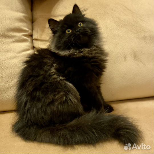 Котята-сибиряки