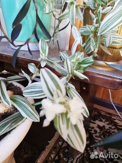 Традесканция зебрина