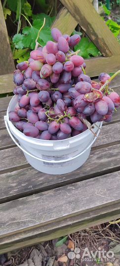 Продаются саженцы винограда