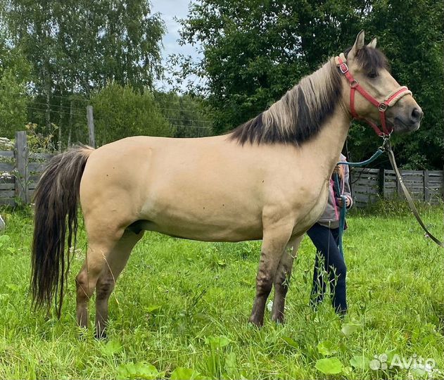Кобыла под детей, 5 лет, 144вх