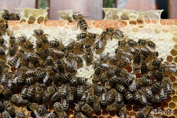 Пчелопакеты Карника, Пчелы, Отводки