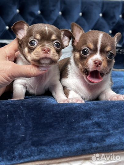 Чихуахув лиловые и шоколадные