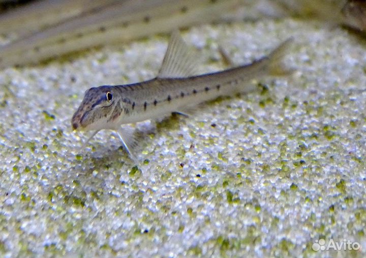 Акантопсис лошадеголовый