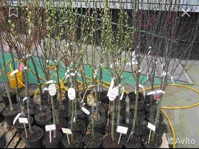 Саженцы разные